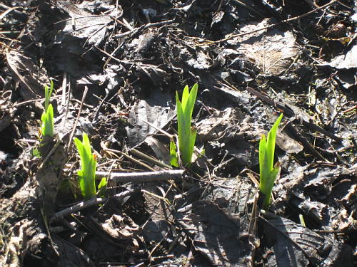 Irises coming out.
